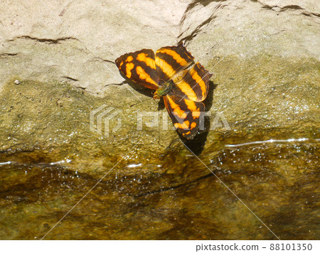 A yellow-striped sedge seen in the World Heritage Stone Forest in Yunnan, China 88101350