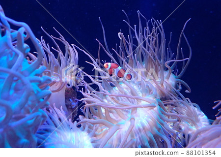 小丑魚 Amphiprion ocellaris 小丑魚 Amphiprion ocellaris 88101354