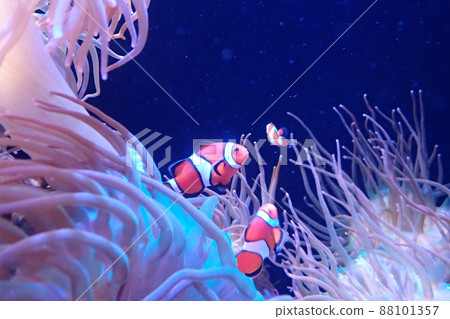 Clownfish Amphiprion ocellaris Clownfish Amphiprion ocellaris 88101357