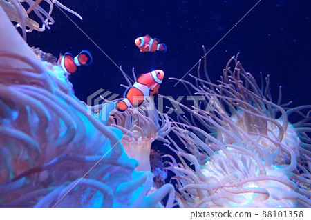 Clownfish Amphiprion ocellaris 88101358