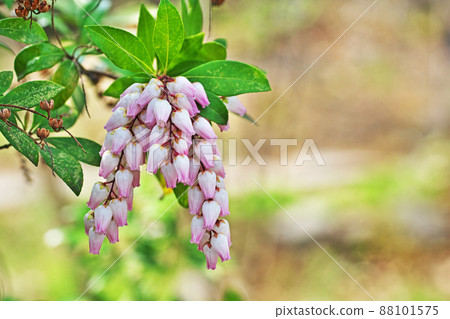 Pink Japanese andromeda flower (spring, March) Pink Japanese andromeda flower (spring, March) 88101575