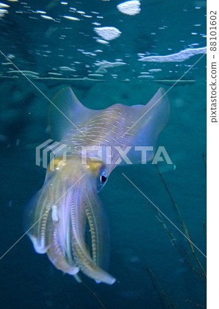 烏賊魷魚 烏賊魷魚 88101602