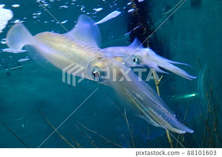 Squid Sepioteuthis lessoniana 88101603