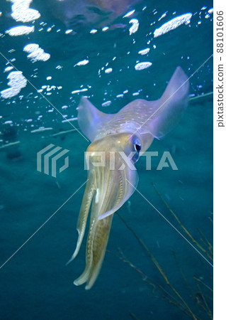 烏賊魷魚 烏賊魷魚 88101606