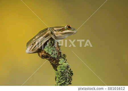 Frog, La Pampa, Argentina Frog, La Pampa, Argentina 88101612
