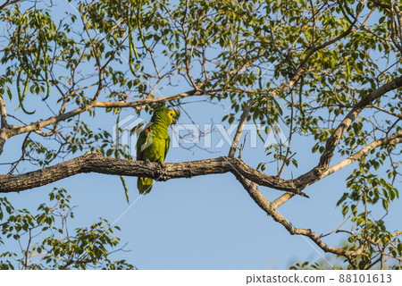 Turquoise fronted Amazon, Panpanal, Brazil 88101613