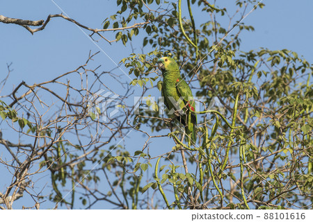 Turquoise fronted Amazon, Panpanal, Brazil 88101616