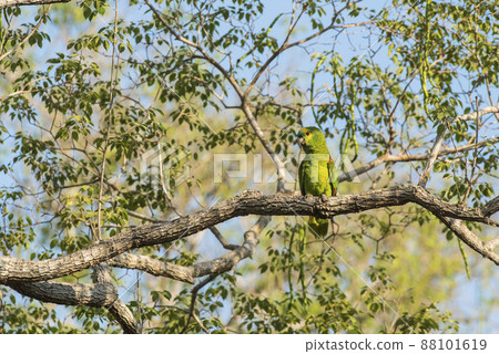 Turquoise fronted Amazon, Panpanal, Brazil Turquoise fronted Amazon, Panpanal, Brazil 88101619