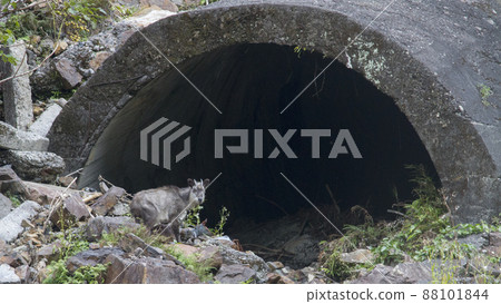 Wild Antelope Wild Antelope 88101844