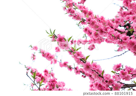 Cherry blossoms at the time of cloudy weather 88101915