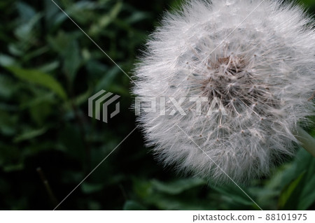 蒲公英絨毛特寫 52 88101975