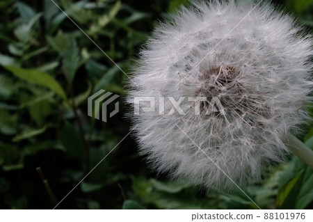 蒲公英絨毛特寫53 88101976