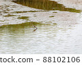Waterside sandpiper 88102106
