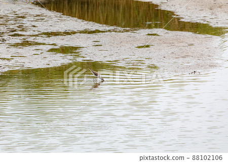 Waterside sandpiper 88102106
