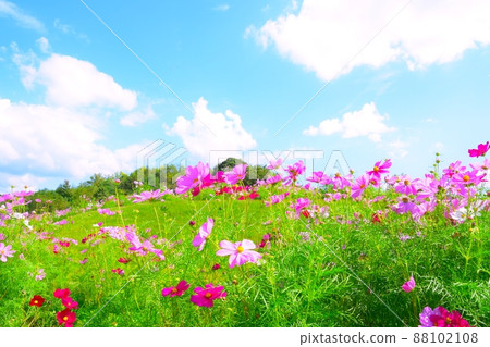 Autumn flowers, autumn cherry blossoms Autumn flowers, autumn cherry blossoms 88102108