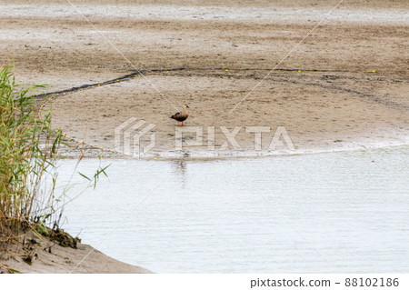 Standing ducks 88102186