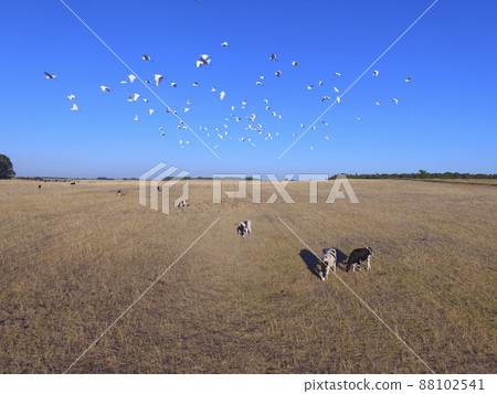 Cows aerial view, Buenos Aires,Argentina 88102541