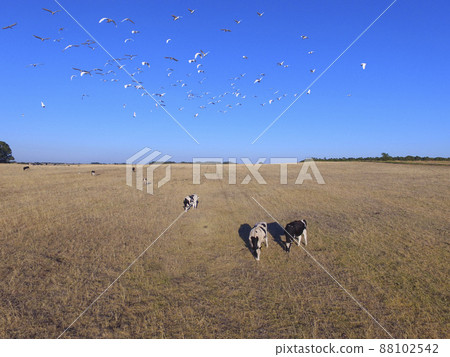 Cows aerial view, Buenos Aires,Argentina 88102542