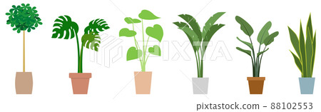 Foliage plant  88102553