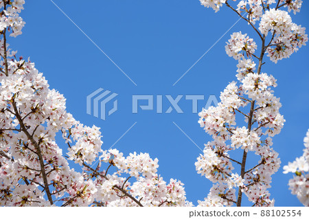 Cherry blossoms and blue sky 88102554