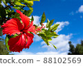 Hibiscus and blue sky in Onna village, Okinawa Hibiscus and blue sky in Onna village, Okinawa 88102569