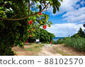 Hibiscus and blue sky in Onna Village, Okinawa - Road to the sea Hibiscus and blue sky in Onna Village, Okinawa - Road to the sea 88102570