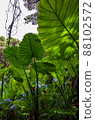 Subtropical Subtropical 88102572