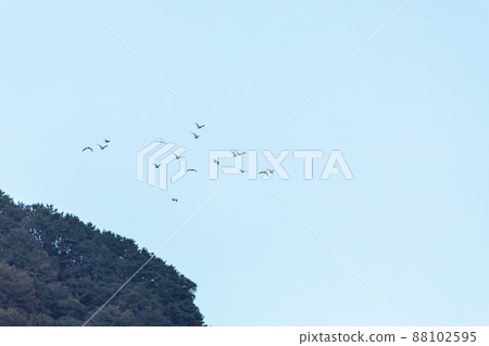 A group of seagulls A group of seagulls 88102595