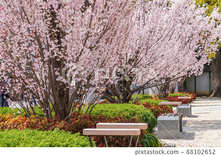 春天的德川園，盛開的東海櫻花<愛知縣名古屋市> 88102652