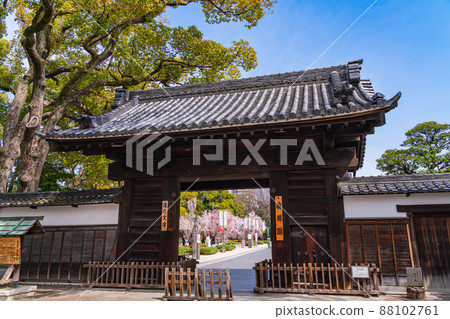 春天的德川園,盛開的東海櫻花<愛知縣名古屋市> 春天的德川園,盛開的東海櫻花<愛知縣名古屋市> 88102761