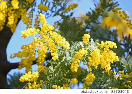 含羞草 含羞草 88103048