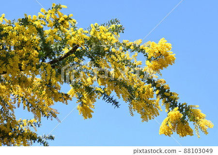 Mimosa Mimosa 88103049