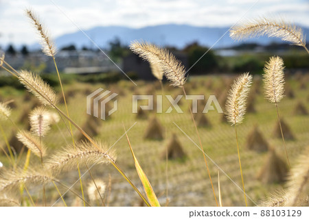 狗尾草季節 88103129
