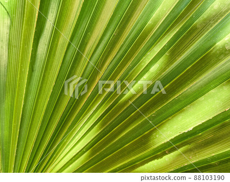 Banana fan leaves pattern background. Beautiful Texture of Traveller's tree (Ravenala madagascariensis Sonn) green leaves background. Banana fan leaves pattern background. Beautiful Texture of Traveller's tree (Ravenala madagascariensis Sonn) green leaves background. 88103190