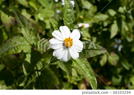 Bidens pilosa 88103294