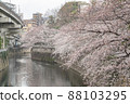 Cherry Blossoms Yoshino cherry tree 88103295