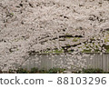 Cherry Blossoms Yoshino cherry tree 88103296