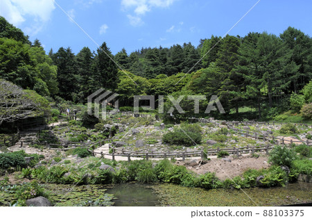 兵庫縣神戶市灘區六甲高山植物園 88103375