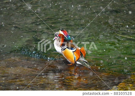 Colorful and beautiful mandarin duck 88103528