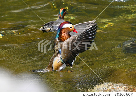 色彩艷麗的鴛鴦 色彩艷麗的鴛鴦 88103607