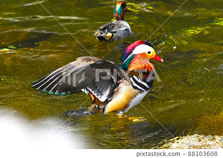 色彩艷麗的鴛鴦 88103608