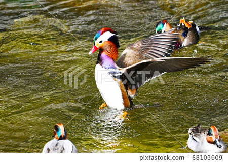 色彩艷麗的鴛鴦 色彩艷麗的鴛鴦 88103609