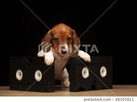 image of dog vhs tape dark background 88103821