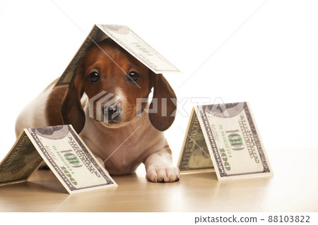 image of dog money white background  88103822