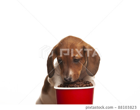 image of dog coffee cup white background  88103823