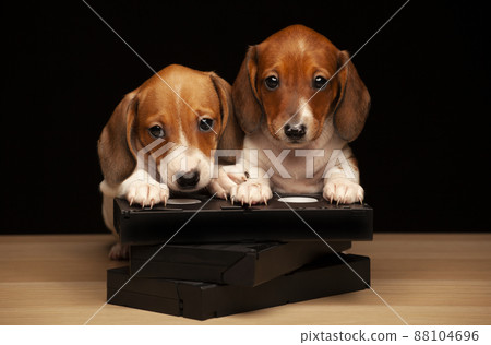 image of dog vhs tape dark background image of dog vhs tape dark background 88104696