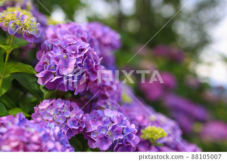 Obasute Hydrangea 88105007