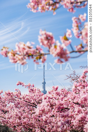 Kawazu Cherry Blossoms and Sky Tree in the former Nakagawa, Edogawa-ku, Tokyo 88105044