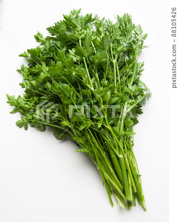 bunch of parsley on white bunch of parsley on white 88105426