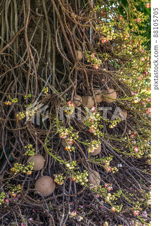 Cannonball tree. Couroupita guianensis. Cannonball tree. Couroupita guianensis. 88105705